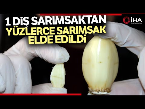 SBTÜ Dev Sarımsağı Çoğaltılmayı Başardı