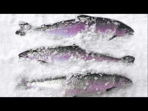 Bezalkoholna Havaria ft. Dzguliyan - Beskrajna Belina