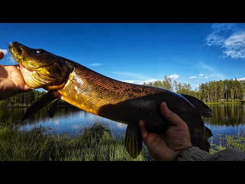 KALAREISSU METSÄLAMMILLE