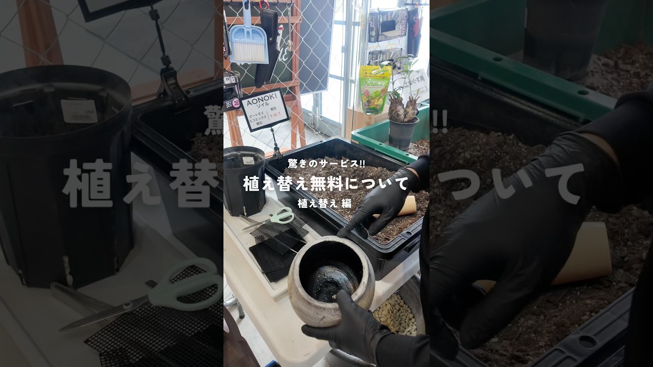 【驚きのサービス!!】植え替え無料ブースについて　植え替え編