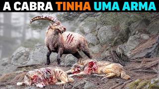 🚨 Os lobos PENSARAM QUE SERIA COMIDA FÁCIL e pagaram o PREÇO