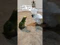 Sisu Birds Cockatoos Cockatoobird Cockatoo Sisu Pet Funny Parrot Bird Amazon