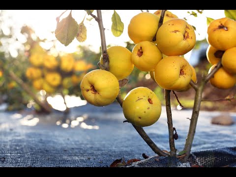 Jak zrobić zdrowy i przepyszny syrop z owoców pigwowca japońskiego ? Poleca www.zpigwowca.pl