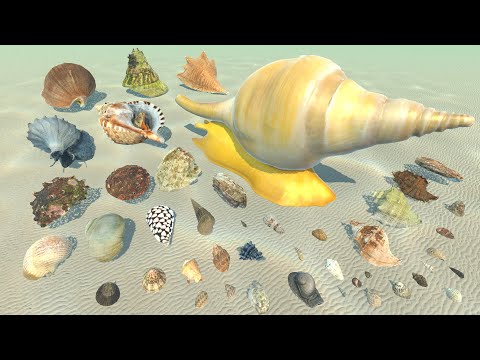 Real Marine Snail Shell Size Comparison - 3D Animal Animation Comparison