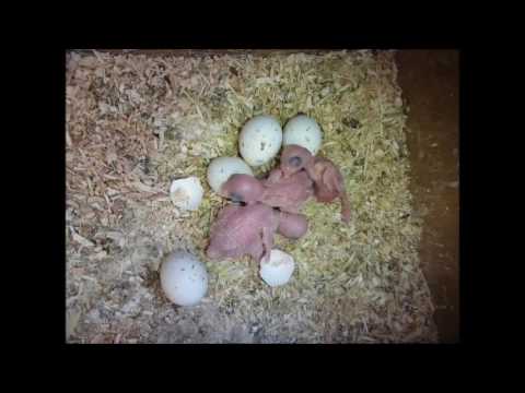 2017 03 05 Das Leben geht weiter mit Nr 3