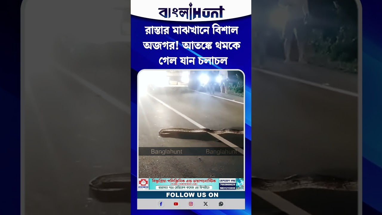 রাস্তার মাঝখানে বিশাল অজগর! আতঙ্কে থমকে গেল যান চলাচল