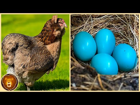 12 chicken breeds and their beautiful colorful eggs