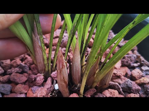 報歲蘭種植