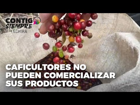 Caficultores del Táchira no pueden comercializar sus productos - Contigo Siempre