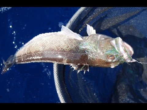 BOLENTINO Tutorial 4 Le canne i mulinelli e...