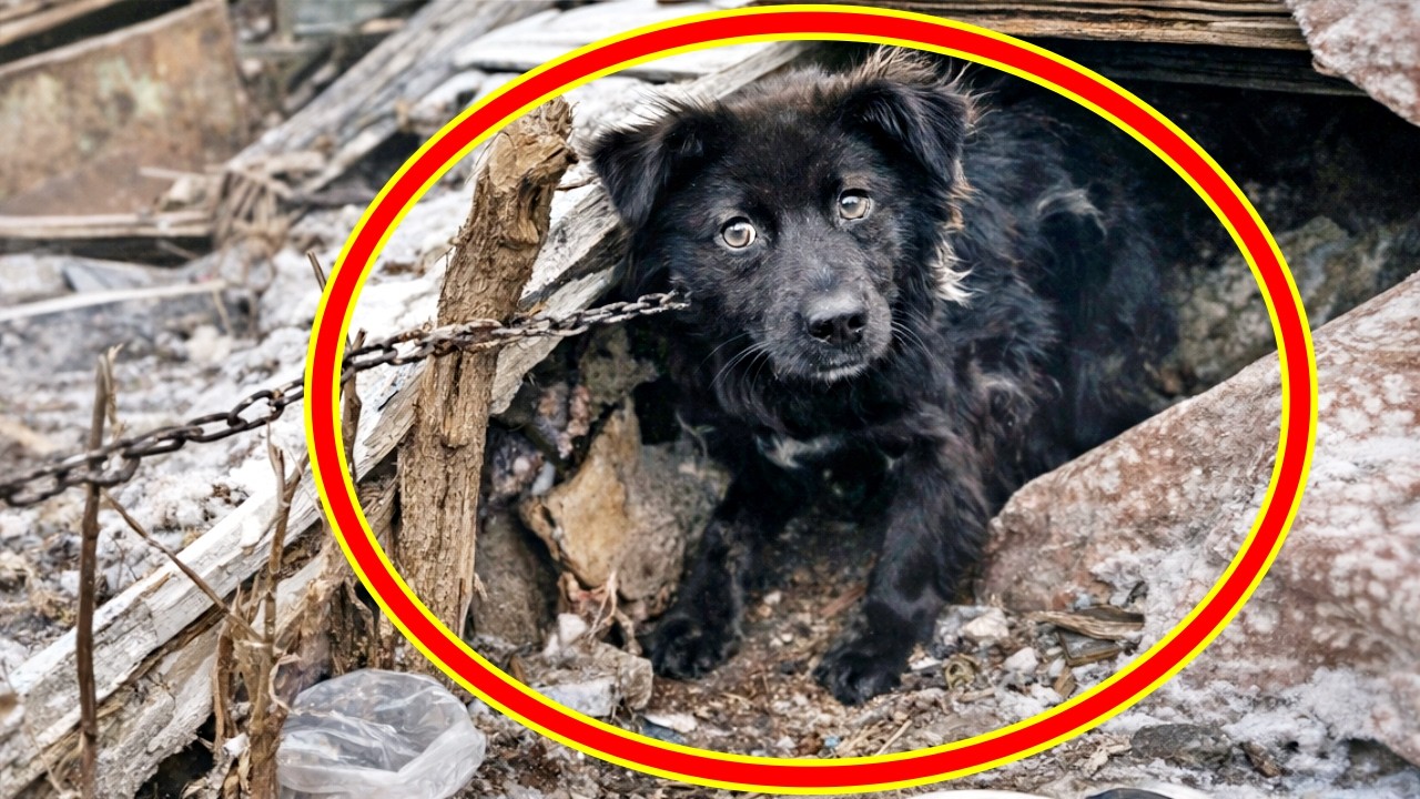 廃墟に置き去り…鎖に繋がれた犬、飼い主を待ち続けた命の奇跡【実話】 Abandoned in the ruins... A chained dog who never stopped waiting.