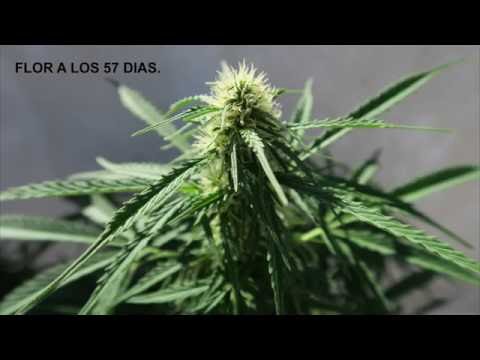 download lagu mp3 mp4 Deimos Cannabis, download lagu Deimos Cannabis gratis, unduh video klip Deimos Cannabis