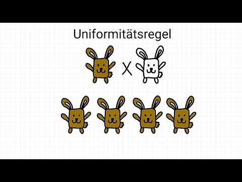 Mendel's rules - simply explained - Biology