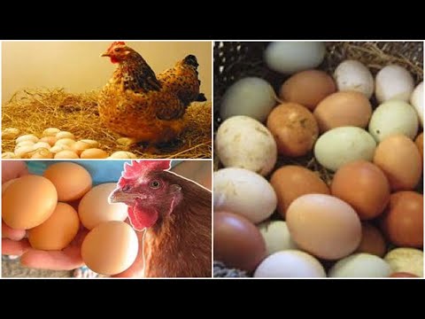 , title : 'Πως θα γεννάνε οι κότες ασταμάτητα: Μυστικά διατροφής για περισσότερα αυγά!'