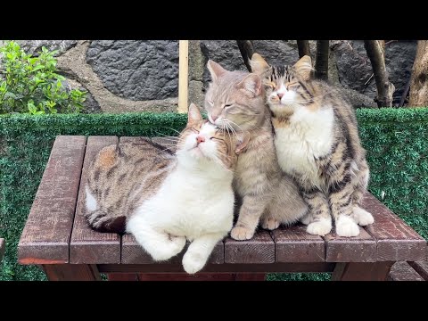 Lonely Stray Kitten Came for Food but Found a Family (Mathilda's Story)