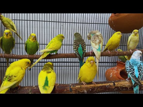 2 Hours of Budgie Best Friends - Mango and Chutney - Singing and Talking Sounds