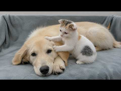 YouTube 썸네일