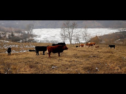 Claudiu's animal farm!