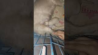 Download lagu bagobaby namin napuppykapatid nila#shieloandshielapugdogathindi rinsiyapugkundilabradorangtatay niya mp3