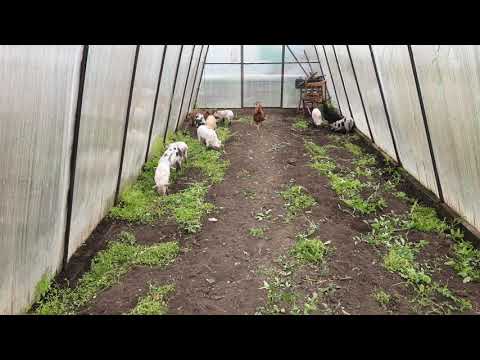 🐖Осень,теплица,куры,поросята🐖