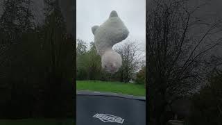 little llama&#39;s adventures: trampoline fun #trampoline #adventure #llama #llamas #fun #trampolinefun