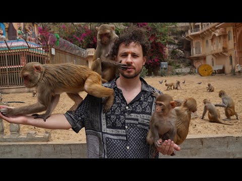 Visité el templo sagrado del ‘DIOS MONO’ en la India 🐒🇮🇳