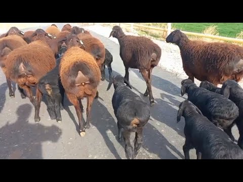 , title : 'ovejas, corderos de Uzbekistán. raza gissar'