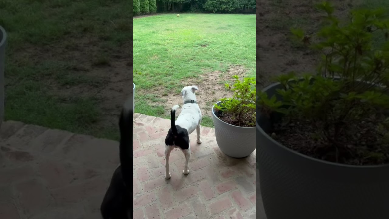 Enlarge Alfie , a ADOPTABLE mixed breed in Fishkill , NY video 6/6