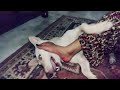 Khel Khel Me K T Ne Kya Ker Diya Playing With My Pet