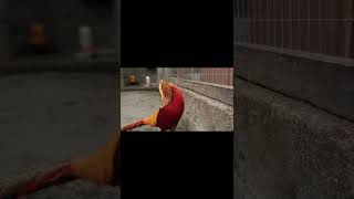 Download lagu Suara Merdu Golden Pheasant #shorts mp3