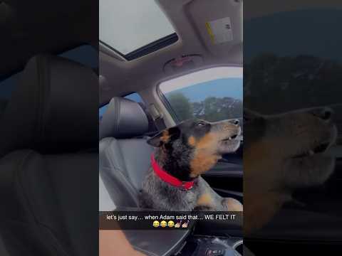 Jenna’s Dog Sings Maroon 5 Song “Maps” #maroon5 #adamlevine