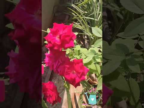 #flowers #plants#youtubeshorts #youtube #shorts#viralvideo#trending #shortsvideo#shortvideo