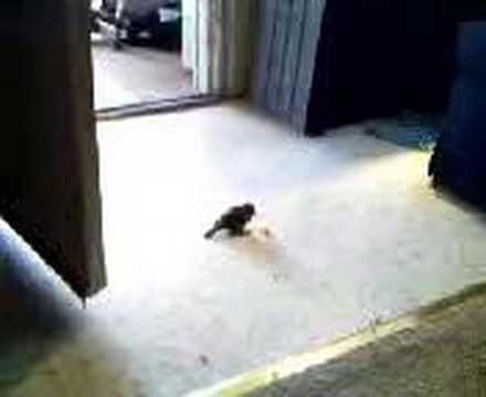 GoinMobile for February 20, 2007, 10:25 AM