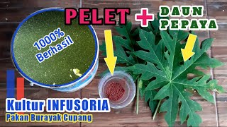 Download lagu Cara kultur infusoria pakai daun pepaya full proses 🛑 Pakan burayak cupang paling bagus mp3