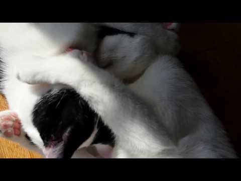 Nakkie & Nelis - Playing