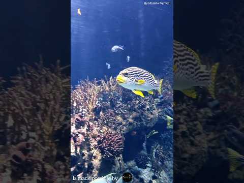 𝘽𝙡𝙞𝙟𝙙𝙤𝙧𝙥 𝙯𝙤𝙤🐠🐊🦓🦧🐻‍❄️             𝑈𝑝𝑐𝑜𝑚𝑖𝑛𝑔 𝑝𝑟𝑜𝑗𝑒𝑐𝑡 𝑤𝑖𝑡𝘩 𝐹𝑜𝑢𝑛𝑑𝑎𝑡𝑖𝑜𝑛 𝑐𝑜𝑠𝑚𝑜𝑓𝑦𝑠𝑖𝑐𝑎®️