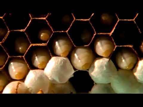 🐝 młody osa - babyboys