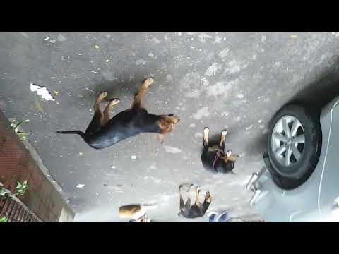 A short documentary film on dogs