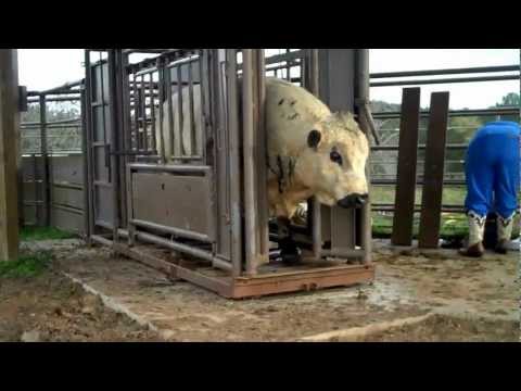 download lagu mp3 mp4 Herd Bull, download lagu Herd Bull gratis, unduh video klip Download Herd Bull Mp3 dan Mp4 Unlimited Gratis