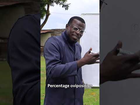 Broiler Chicken Farming broilerchicken poultryfarming chicken poultrymanagement