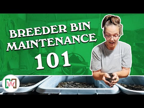 How to Maintain a Worm Breeder Bin: Complete Care Guide