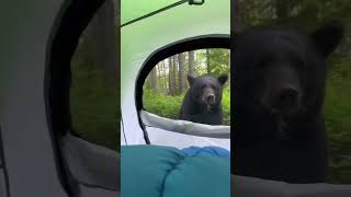 Another unbearable wake up call… 📽 tiktok manthawoods #camping #campinglife #hikingadventures