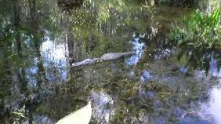 Big Cypress, des alligators dans la river