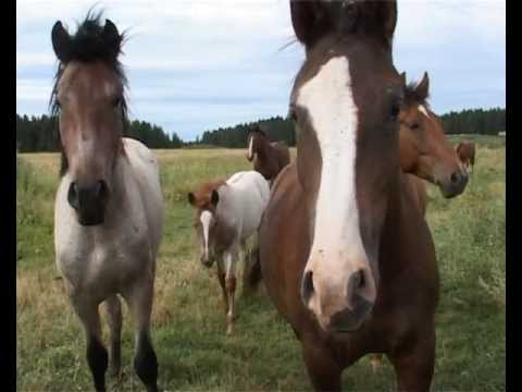 morning in the village Pashur-Vishur