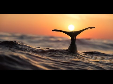 Sefer Yonah: The Education of the Reluctant Prophet (Part 1) Rabbi Nathaniel Helfgot