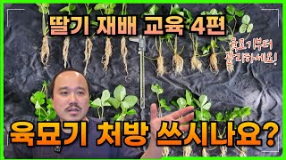 딸기 수확량을 바꾸는 첫 단계, 육묘기 처방부터 시작하세요 | 딸기 재배교육 4편 | 농사 100단