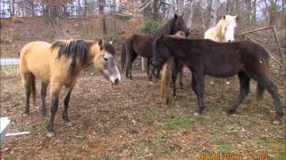 preview picture of video 'Paws Ranch Equine Rescue'