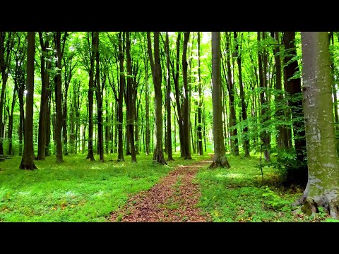 Many-HOURS Tropical Birds Sounds for Concentration / Sleep / Work / Study - Jungle Waterfalls