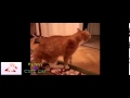 Funny Cats Angry Talking Cat
