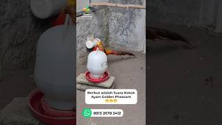 Download lagu Suara Kokok Ayam Golden Pheasant 🤩 #goldenpheasant #pheasant #ayamhias mp3